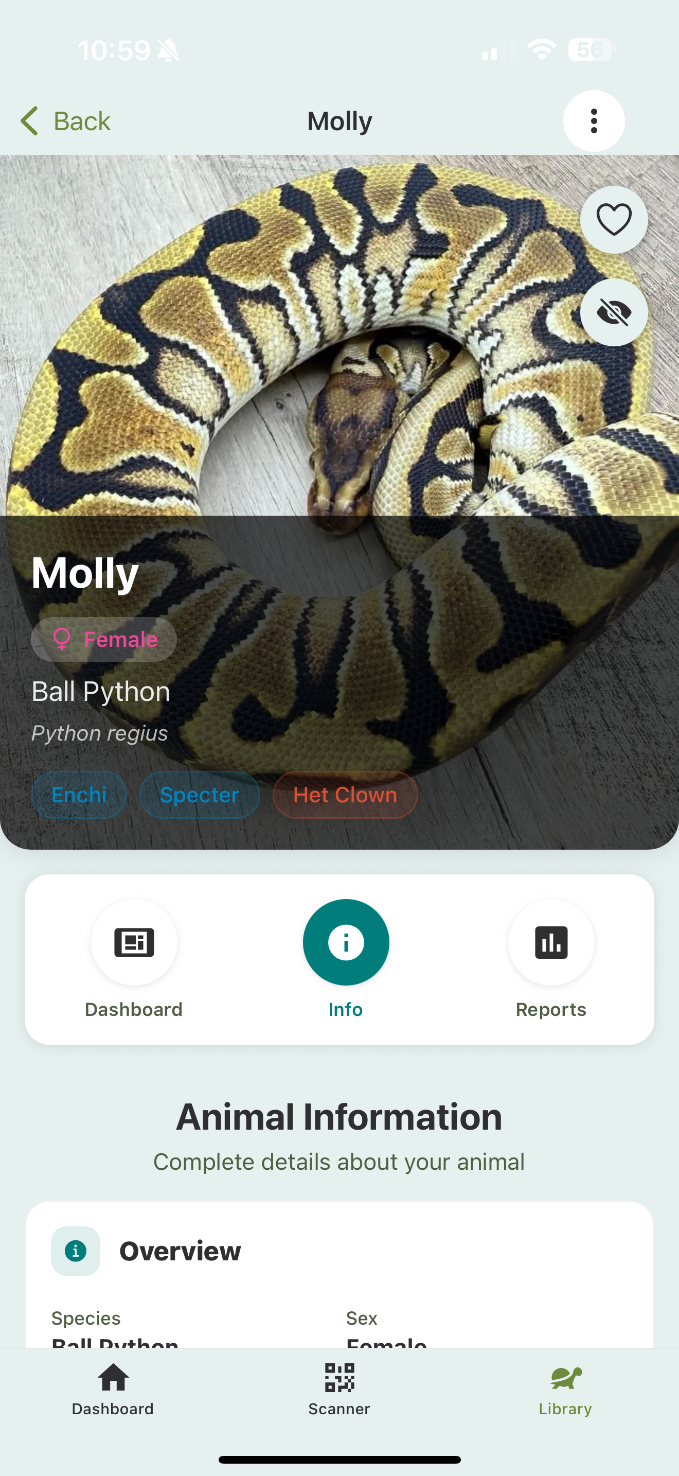 An animal profile with a hero photo, name, sex, species, and trait chips, and the Dashboard / Info / Reports tab bar.