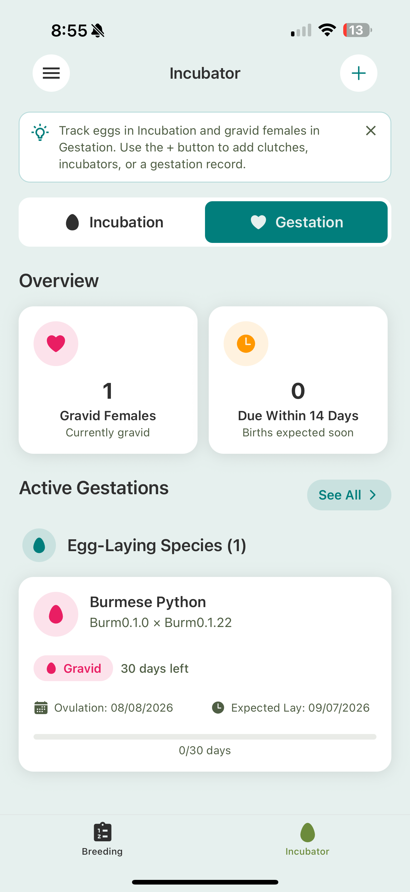 The Incubator's Gestation tab: an overview of gravid females and births due soon, and an Active Gestations card showing a gravid Burmese Python pairing with its ovulation date, expected lay date, days left, and a progress bar.