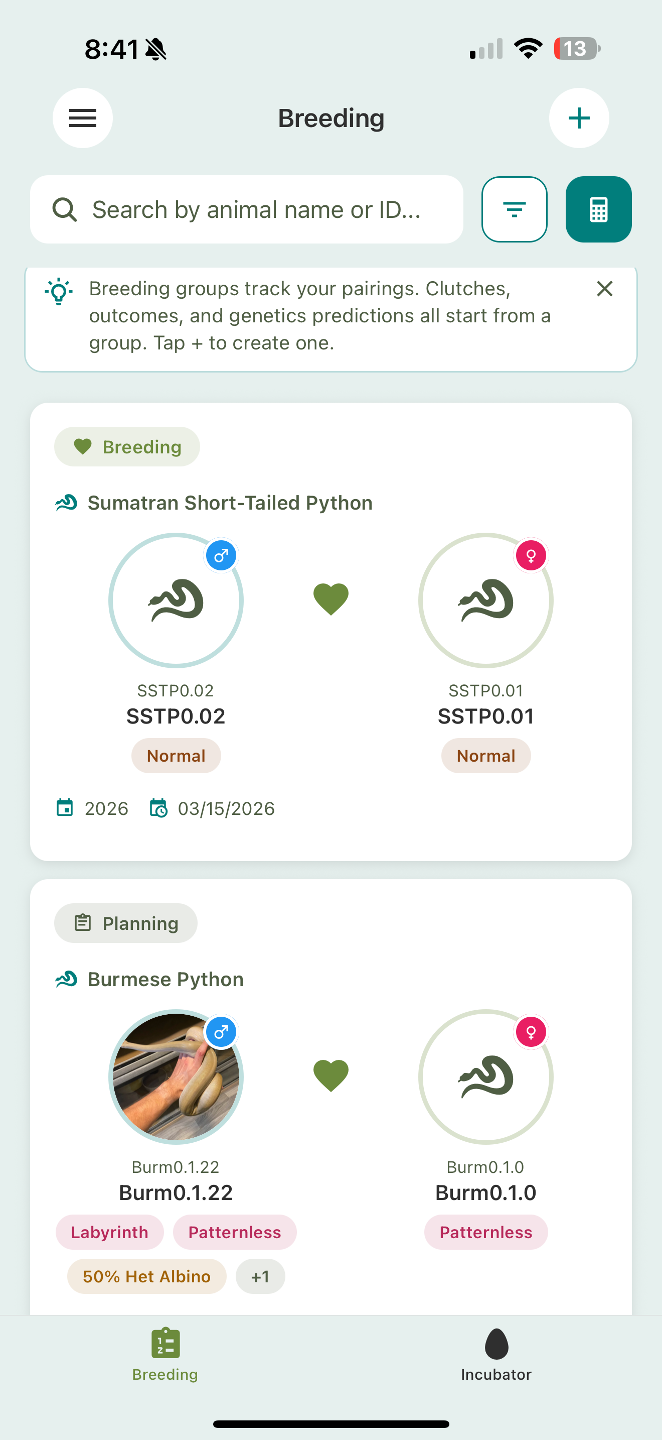 The Breeding list with pair cards, each showing a Breeding or Planning status, the species, the sire and dam with a heart between them, and their trait chips.