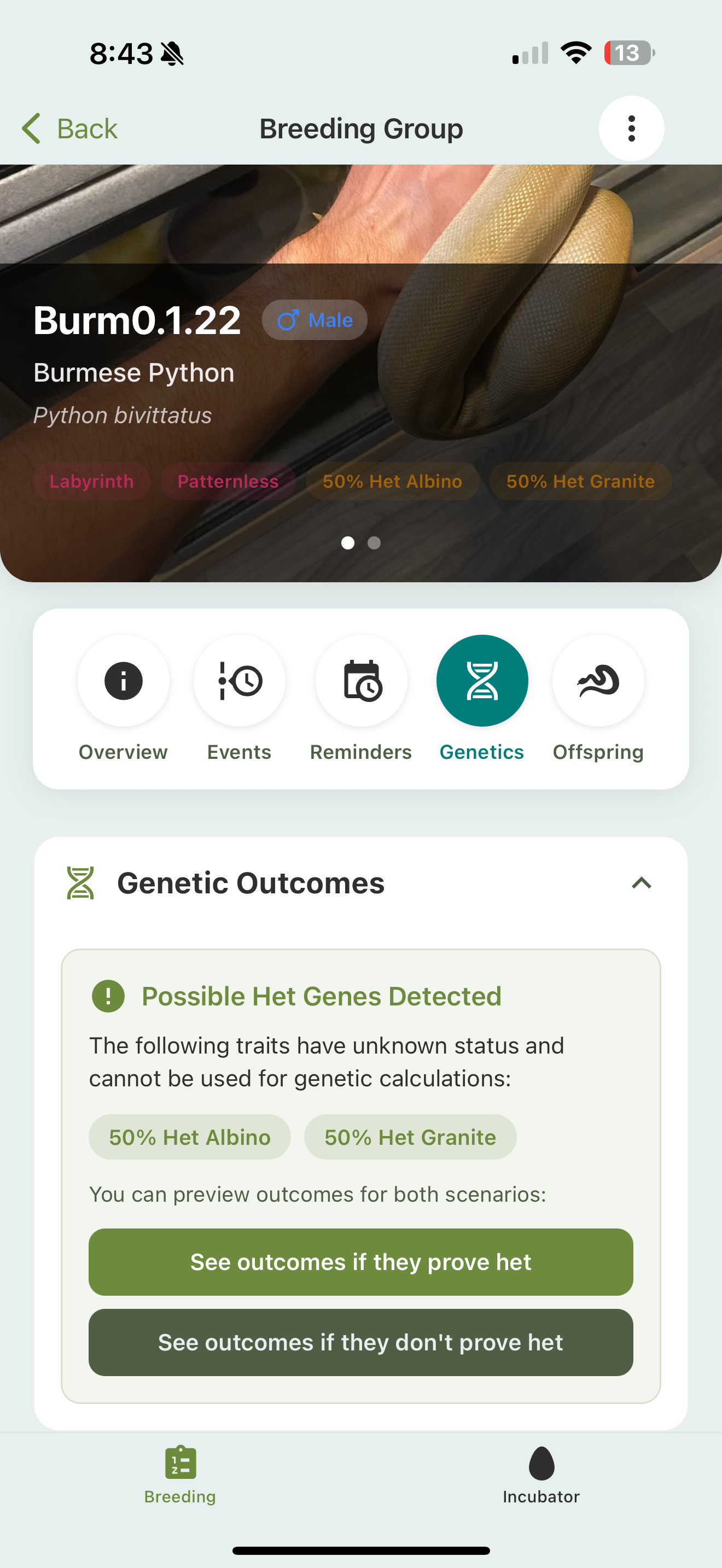 A breeding group's detail screen: a hero photo of the pair with trait chips, an Overview / Events / Reminders / Genetics / Offspring tab bar, and a Genetics Outcomes card flagging possible-het genes with buttons to preview both scenarios.