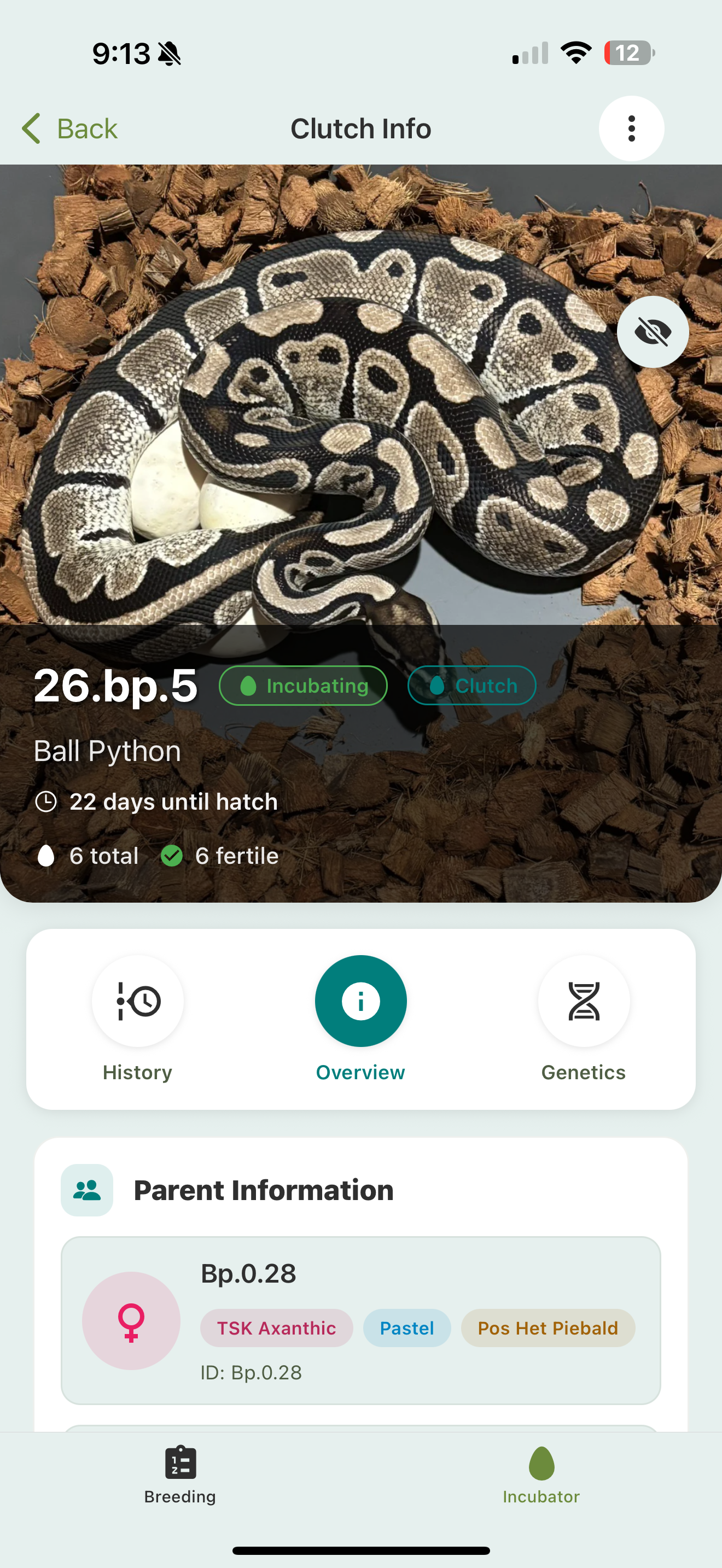 A Clutch Info screen: a hero photo, the clutch ID with Incubating and Clutch badges, days until hatch, egg counts (6 total, 6 fertile), History / Overview / Genetics tabs, and a Parent Information card with the dam and her traits.