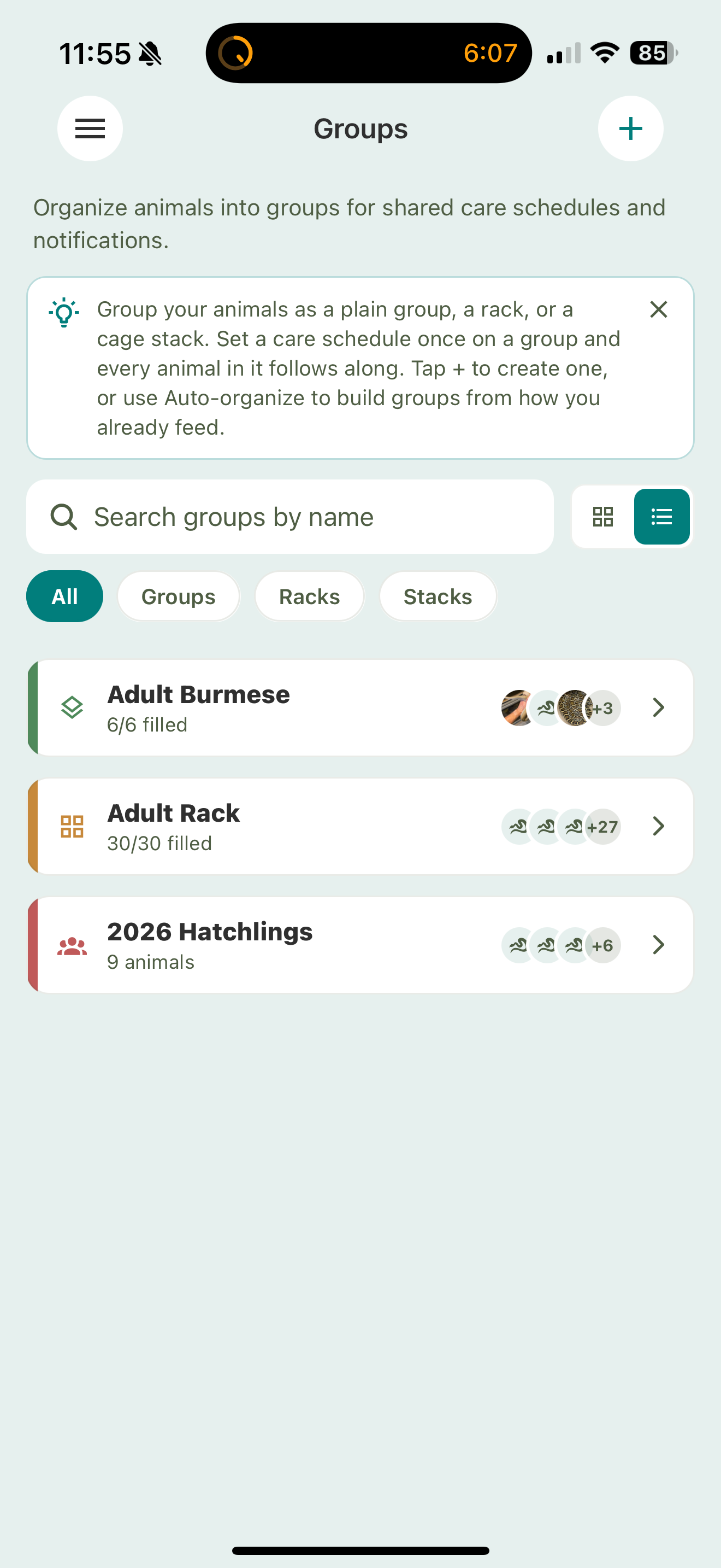 The Groups list with All / Groups / Racks / Stacks filters and cards for an Adult Burmese group, an Adult Rack (30/30 filled), and 2026 Hatchlings, each with a color bar and member avatars.